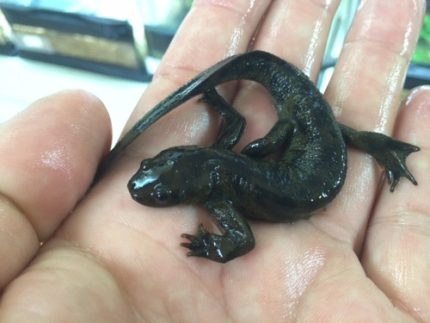 Spanish Ribbed Newts for sale