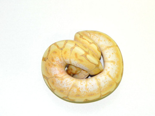 Coral Glow Spider Ball Python for sale (Python regius) Coral Glow Spider Ball Python for sale (Python regius)