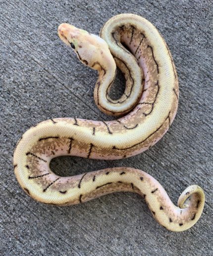 Spinner Blast Ball Pythons for sale | Snakes at Sunset