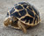 Indian Star Tortoise for sale
