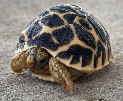 Indian Star Tortoise for sale