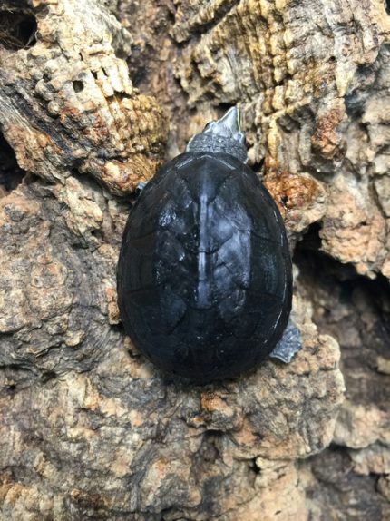 Stinkpot Musk Turtles for sale | Snakes at Sunset