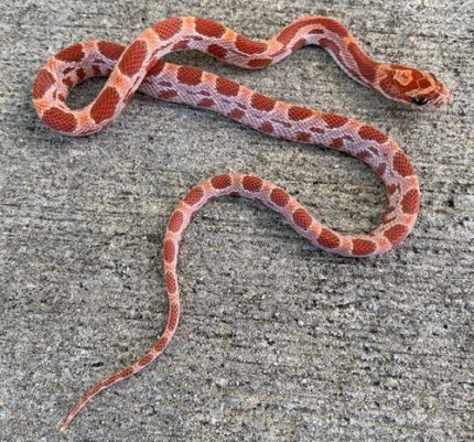 Strawberry Sunkissed Corn Snakes for sale
