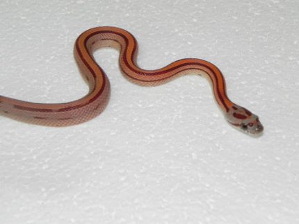 Cornsnakes for sale
