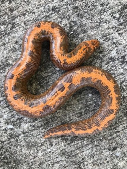 Striped Sand Boa for Sale