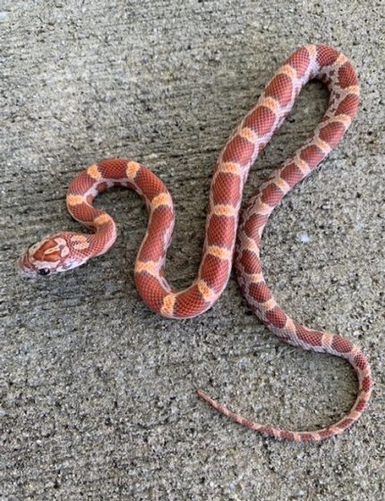 Sunkiss Dilute het Anery Corn Snakes for sale