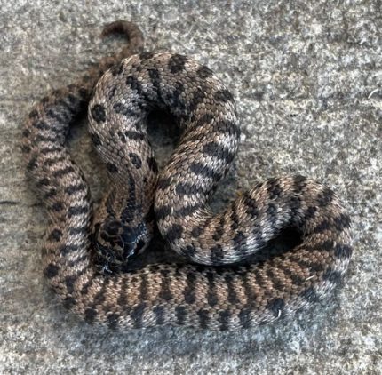Super Artic Hognose snake for sale