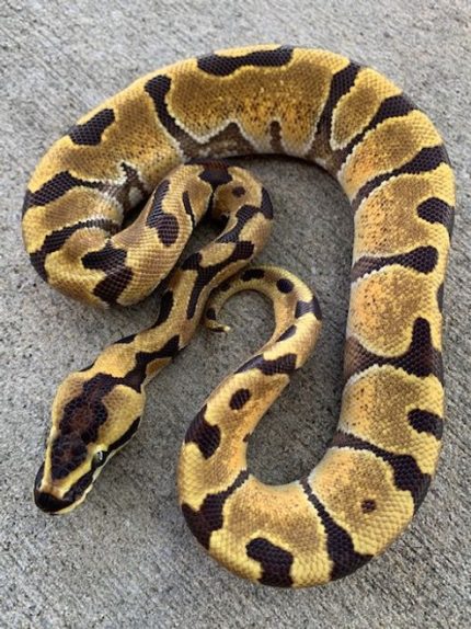 Super Enchi Ball Pythons for sale | Snakes at Sunset