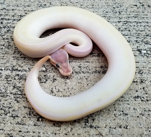 Super Mojave Blue Eye Leucistic Ball Python for sale Super Mojave Blue Eye Leucistic Ball Python for sale