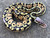 Super Pastel Ball Python for sale