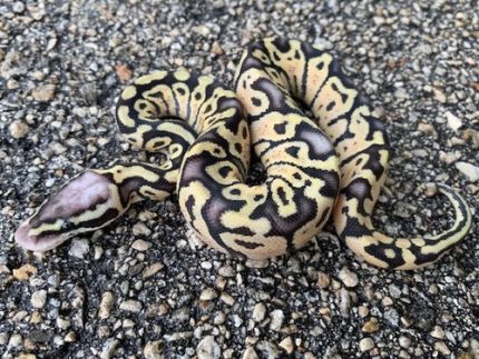 Super Pastel Ghost Ball Pythons for sale