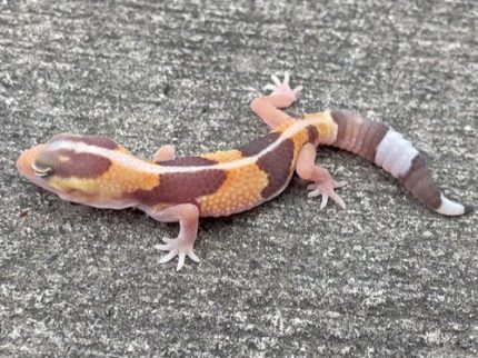 Tangerine Albino African Fat Tail Gecko for sale
