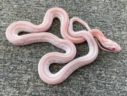 Candy Cane Tessera Corn Snake for sale