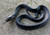 Texas Indigo Snakes for sale (Drymarchon melanurus erebennus)