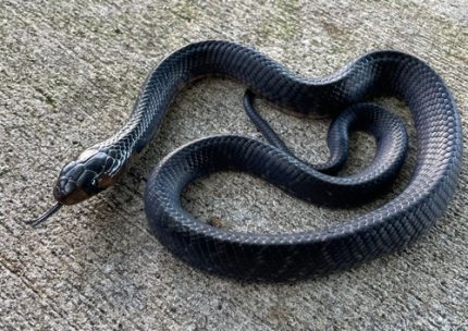 Texas Indigo Snakes for sale (Drymarchon melanurus erebennus)