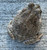 Texas Toad for sale Anaxyrus speciosus