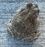 Texas Toad for sale Anaxyrus speciosus