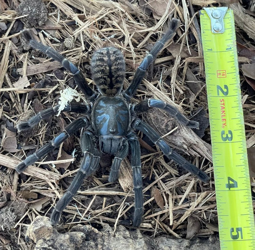 Thai Tiger Tarantula for sale (Cyriopagopus paganus) Thai Tiger Tarantula for sale (Cyriopagopus paganus)