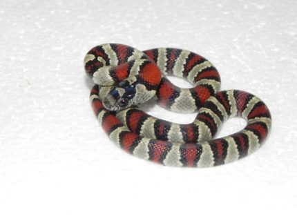 Thayeri Kingsnakes for sale