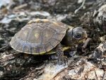 Three Toed Box Turtle for sale