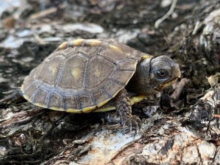 Three Toed Box Turtle for sale