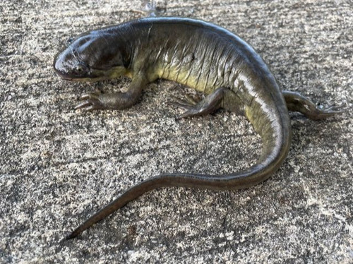 Barred Tiger Salamander for sale (Ambystoma tigrinus) Barred Tiger Salamander for sale (Ambystoma tigrinus)