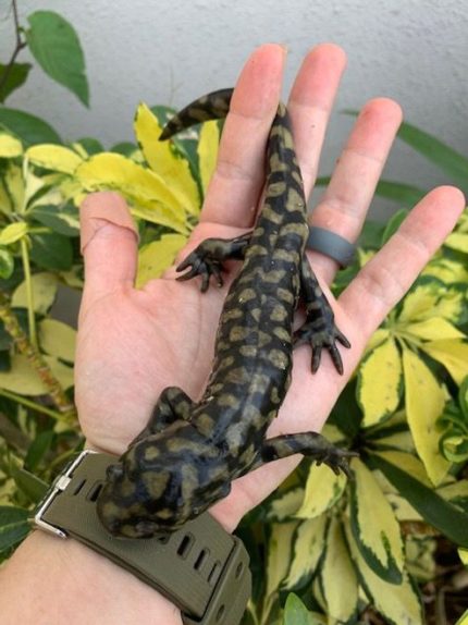 Tiger Salamander for sale (Ambystoma tigrinus)