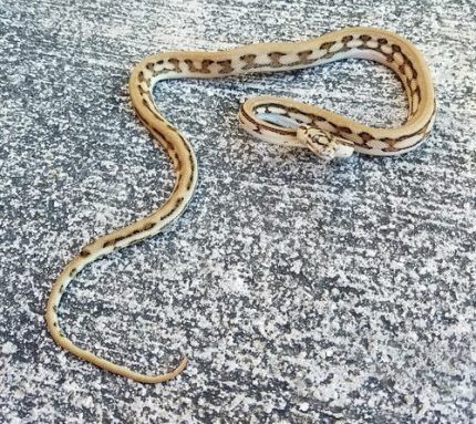 Tiger Carpet Pythons for sale