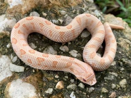 Toffee Glow Anaconda Western Hog Nose for sale