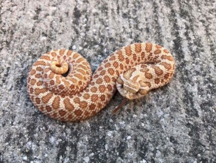 Toffee Western Hognose Snakes (Heterodon nasicus)