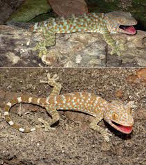 Tokay Geckos for sale Tokay Geckos for sale