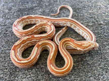 ULTRA Tessera Corn Snake for sale