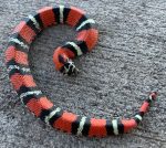 Tricolor Hognose Snake for sale