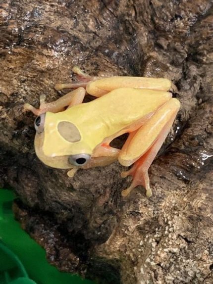 Dendropsophus reticulatus