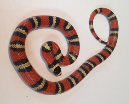 Tri-Color Honduran Milk Snake for sale