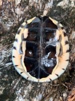 Golden Coin Turtle (Cuora trifasciata)
