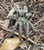Trinidad Chevron Tarantula for sale (Psalmopoeus cambridgei)