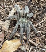 Trinidad Chevron Tarantula for sale (Psalmopoeus cambridgei)