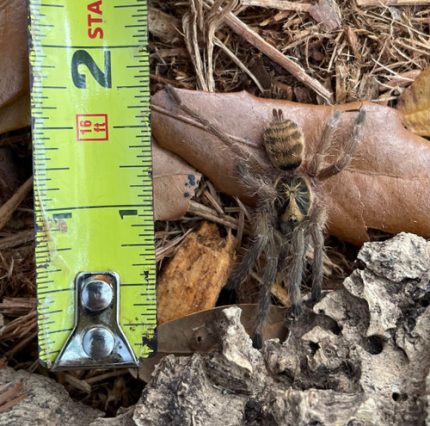 Trinidad Olive for sale ( Neoholothele incei)