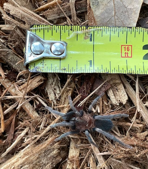 Trinidad Pink Tarantula for sale (Holothele longpipes) Trinidad Pink Tarantula for sale (Holothele longpipes)