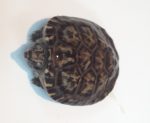 Mexican Giant Musk Turtle for sale