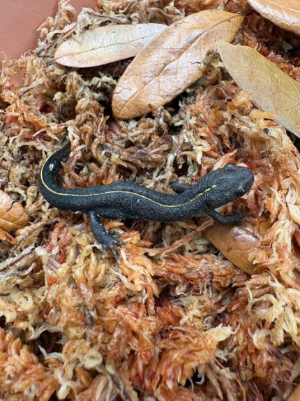 Italian crested newt (Triturus carnifex) for sale