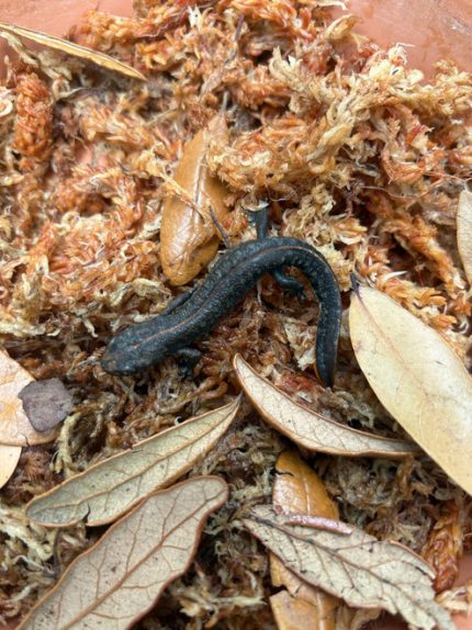 Southern Crested newt (Triturus karelinii) for sale