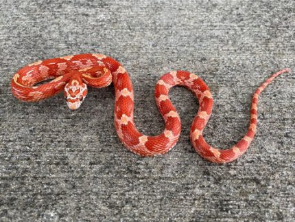 Ultramel Bloodred Corn Snake for sale | Snakes at Sunset