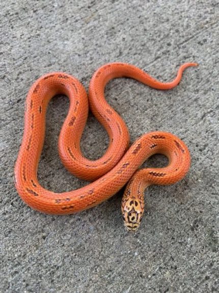 Ultra Mosaic Florida King Snake for sale