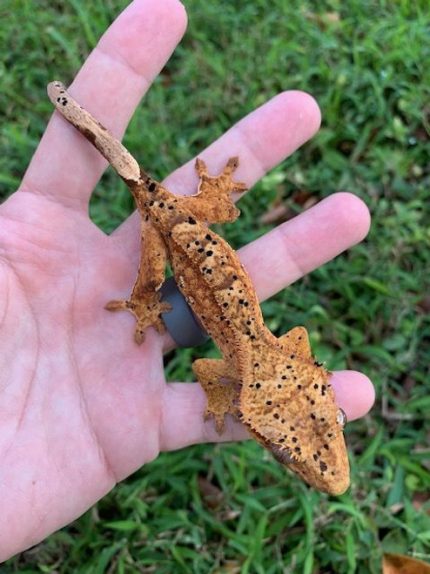 Super Dalmation Crested Gecko for sale | Snakes at Sunset
