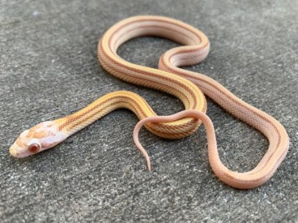 Butter Stripe Corn SNake for sale