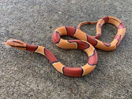 Chinese Bamboo Rat Snakes for sale (Oreocryptophis p. vallianti)