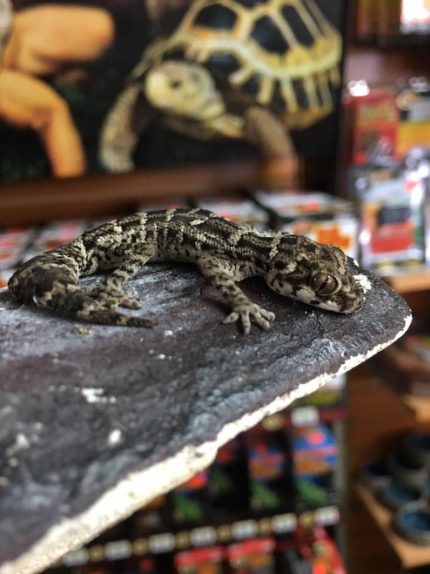 Viper Geckos for sale | Snakes at Sunset