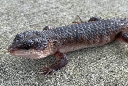 Sulawesi Spiny Water Skinks (Tropidophorus baconi) For Sale